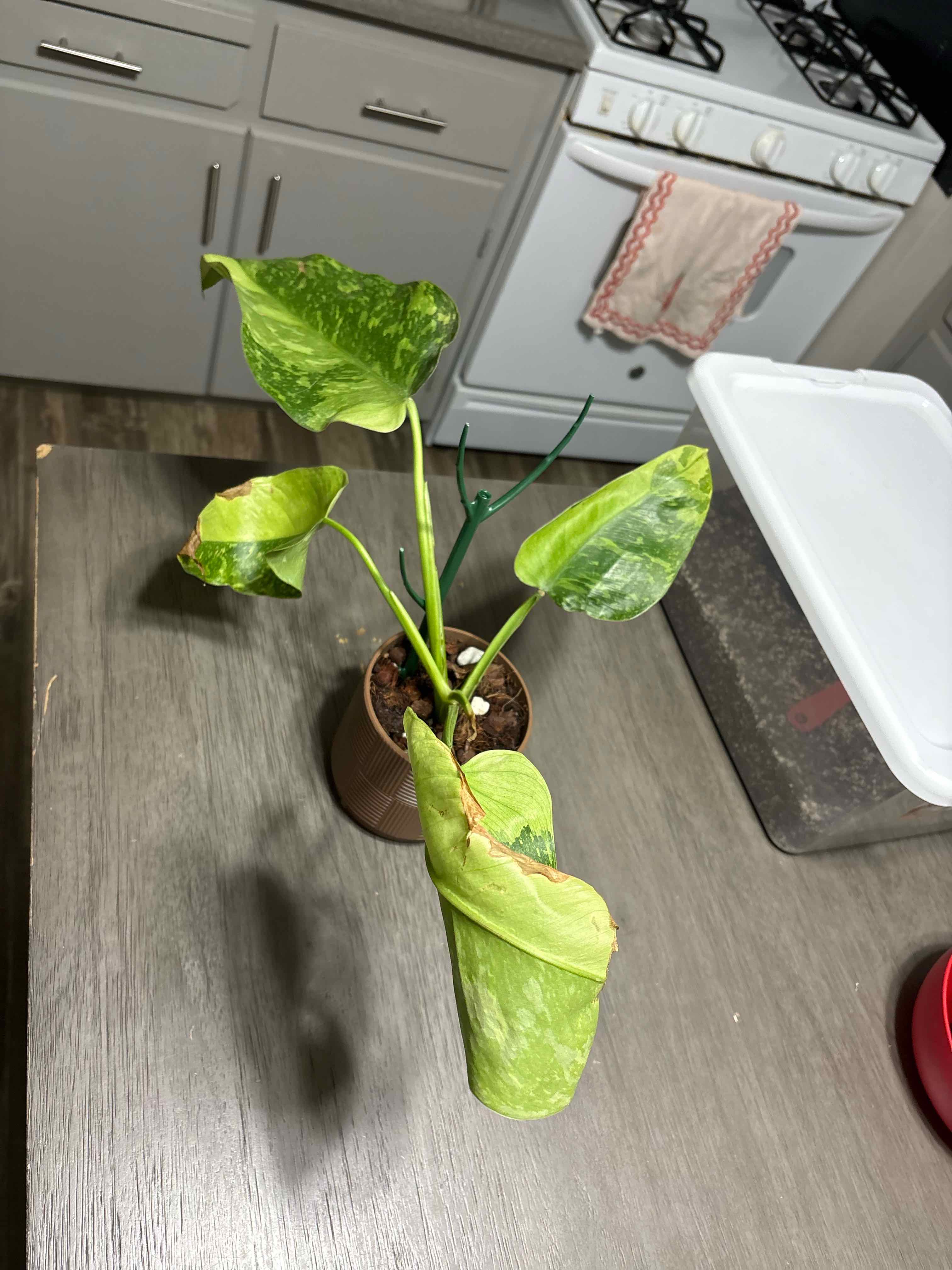 Photo of the plant species Philodendron 'Jose Buono' by @YesBluesage8 named Jose on Greg, the plant care app