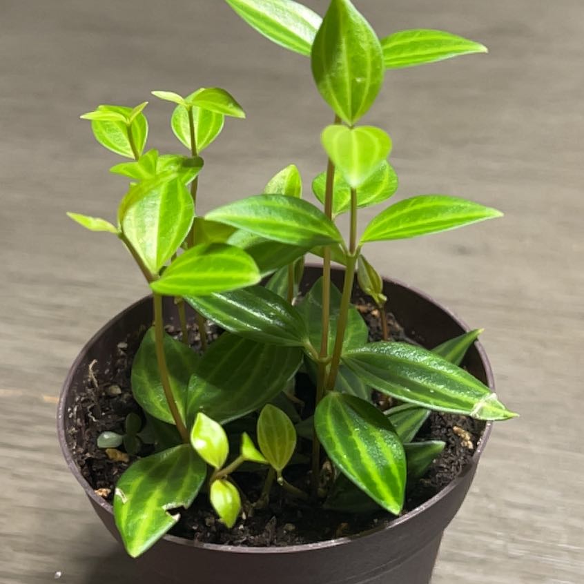 Photo of the plant species Peperomia 'Funky Frog' by @YesBluesage8 named ChloroPhil on Greg, the plant care app