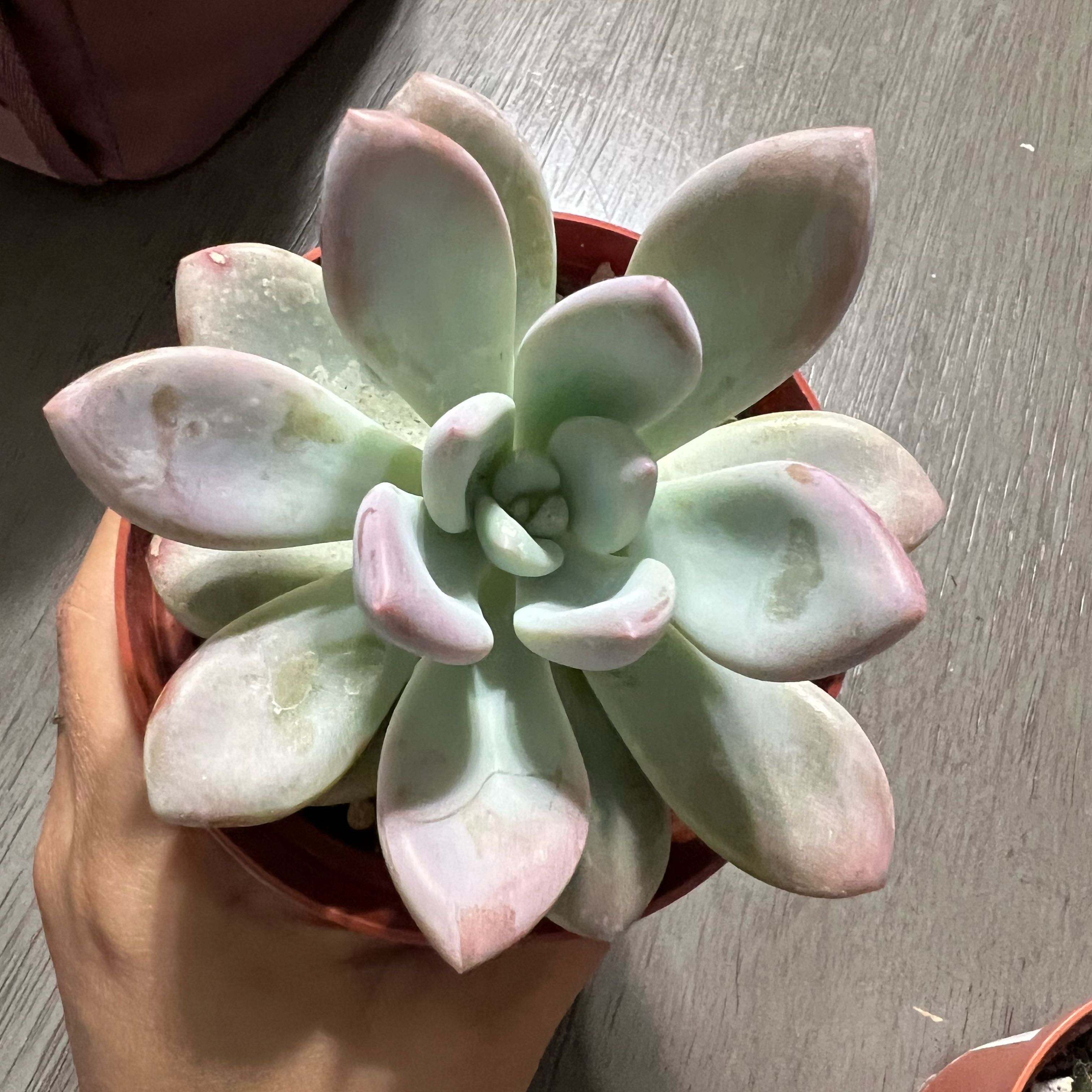 Photo of the plant species Graptoveria 'Opalina' by @YesBluesage8 named Opal on Greg, the plant care app