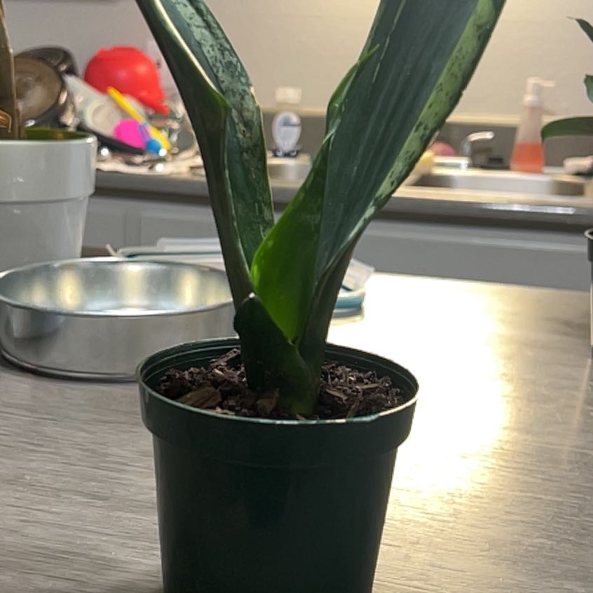 Photo of the plant species Whitney Sansevieria by @YesBluesage8 named Bun on Greg, the plant care app