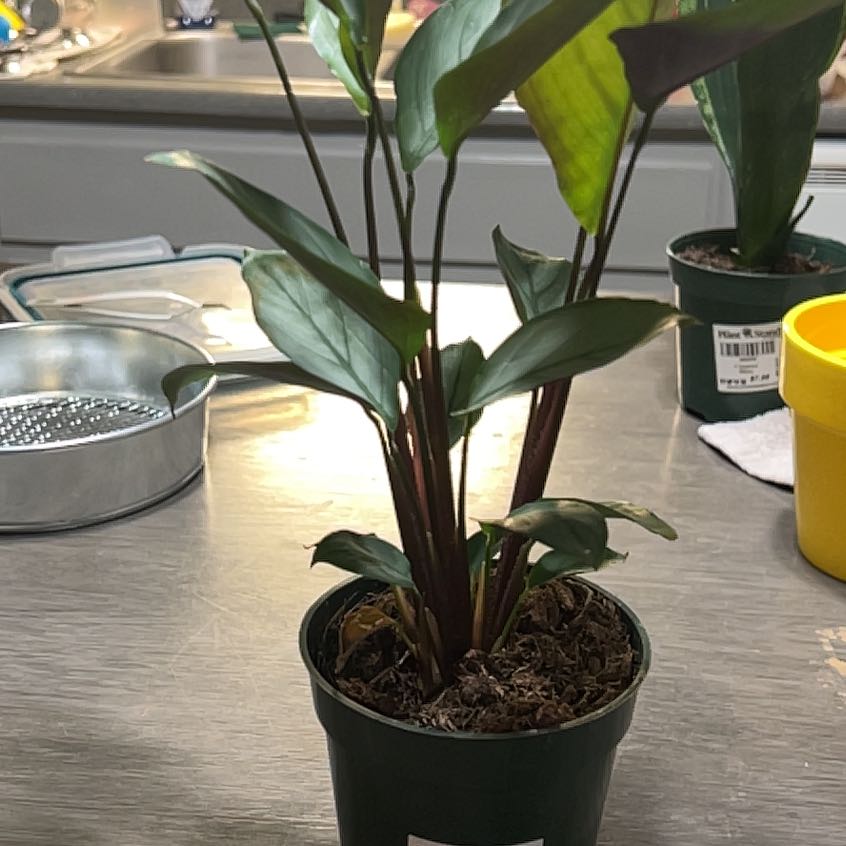 Photo of the plant species Calathea Grey Star by @YesBluesage8 named Harper on Greg, the plant care app