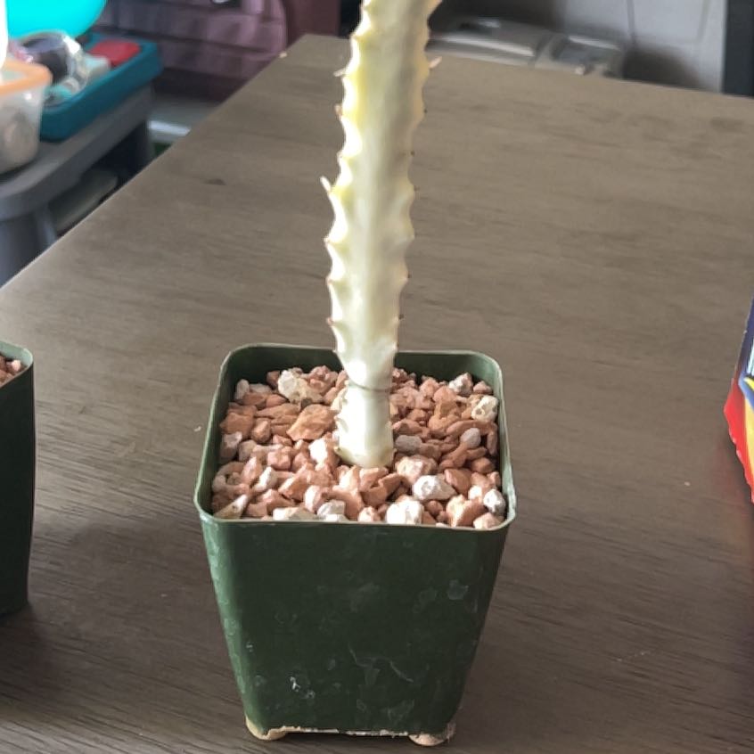 Photo of the plant species White Ghost Euphorbia by @YesBluesage8 named Demure on Greg, the plant care app