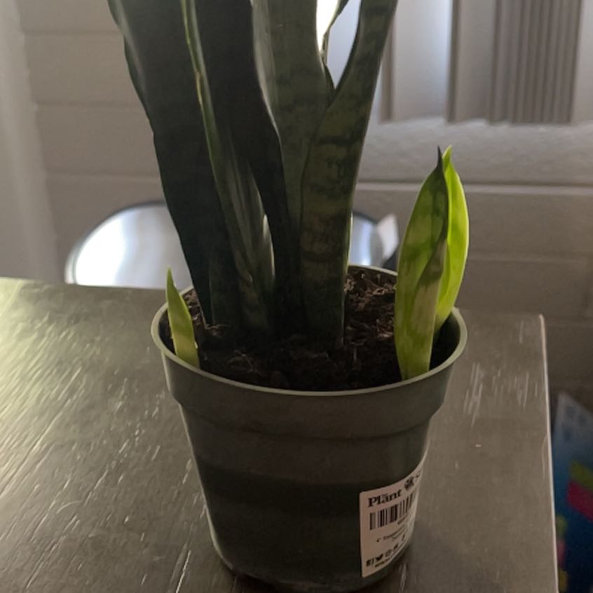 Photo of the plant species Sansevieria zeylanica by @YesBluesage8 named Quint on Greg, the plant care app