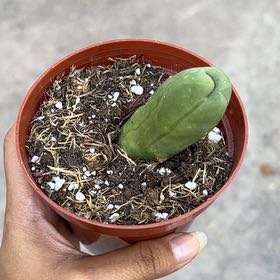 Photo of the plant species Penis Cactus by @YesBluesage8 named Cosmo on Greg, the plant care app