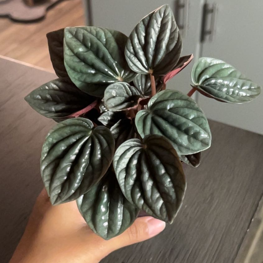 Photo of the plant species Peperomia Sunrise by @YesBluesage8 named Ivy on Greg, the plant care app