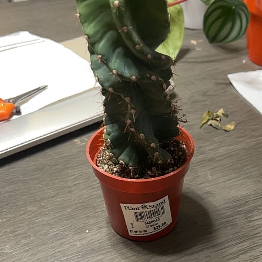 Photo of the plant species Twisted Cactus by @YesBluesage8 named Spiro on Greg, the plant care app