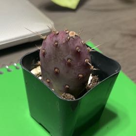 Photo of the plant species Purple Prickly Pear by @YesBluesage8 named Gengar on Greg, the plant care app