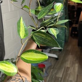 Photo of the plant species Hoya macrophylla by @YesBluesage8 named Lavina on Greg, the plant care app