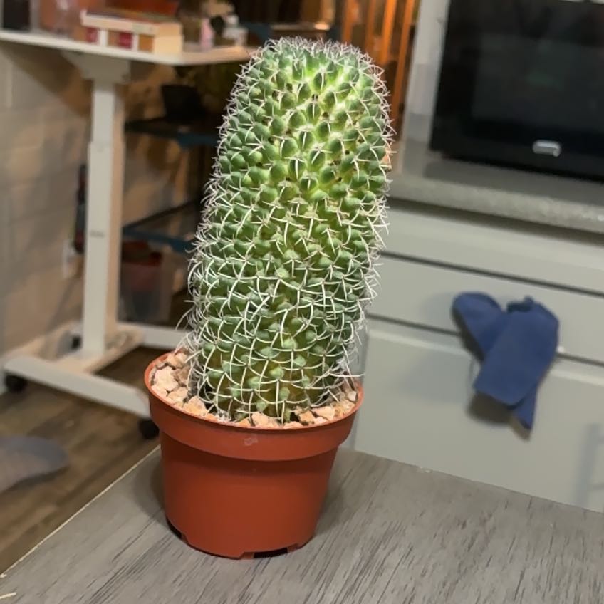 Photo of the plant species Wave Cactus by @YesBluesage8 named Thumbelina on Greg, the plant care app
