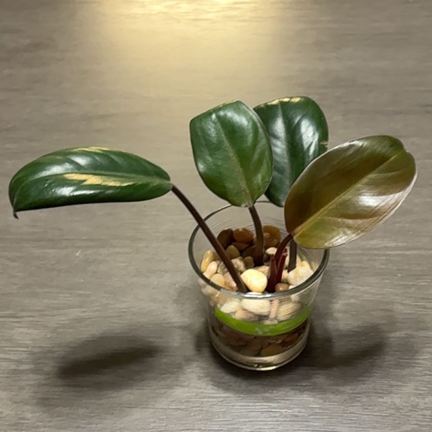 Photo of the plant species Philodendron Red Sun by @YesBluesage8 named Sunny on Greg, the plant care app