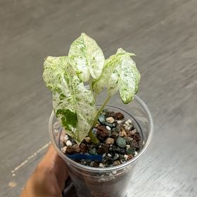 Photo of the plant species Alocasia Snow Odora Batik by @YesBluesage8 named Adora on Greg, the plant care app