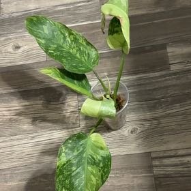 Photo of the plant species Philodendron 'Jose Buono' by @YesBluesage8 named Jose on Greg, the plant care app