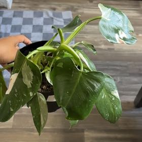 Photo of the plant species Philodendron 'White Wizard' by @YesBluesage8 named Rey on Greg, the plant care app