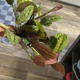 Photo of the plant species Red prayer plant by @YesBluesage8 named Marilyn on Greg, the plant care app