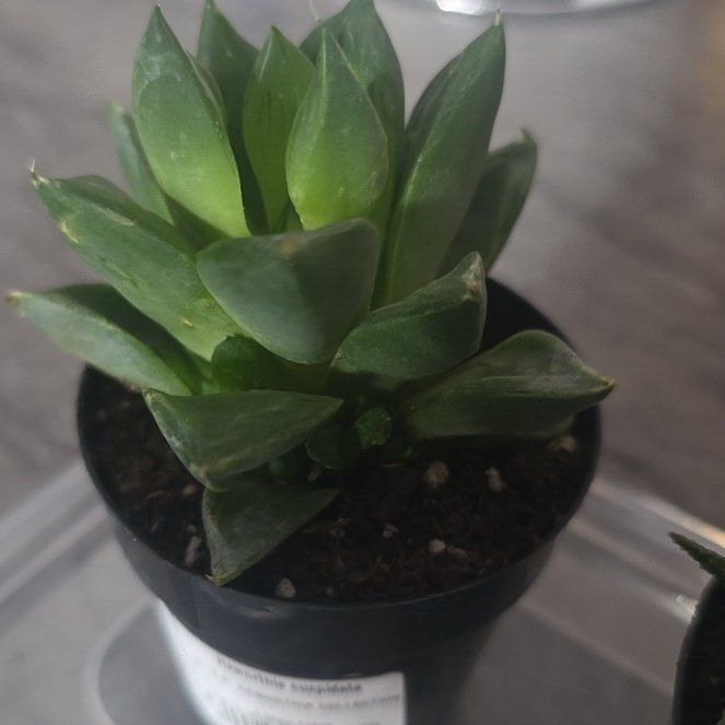 Photo of the plant species Star Window Plant by @ProOxtongue37 named Mondo b. urger on Greg, the plant care app