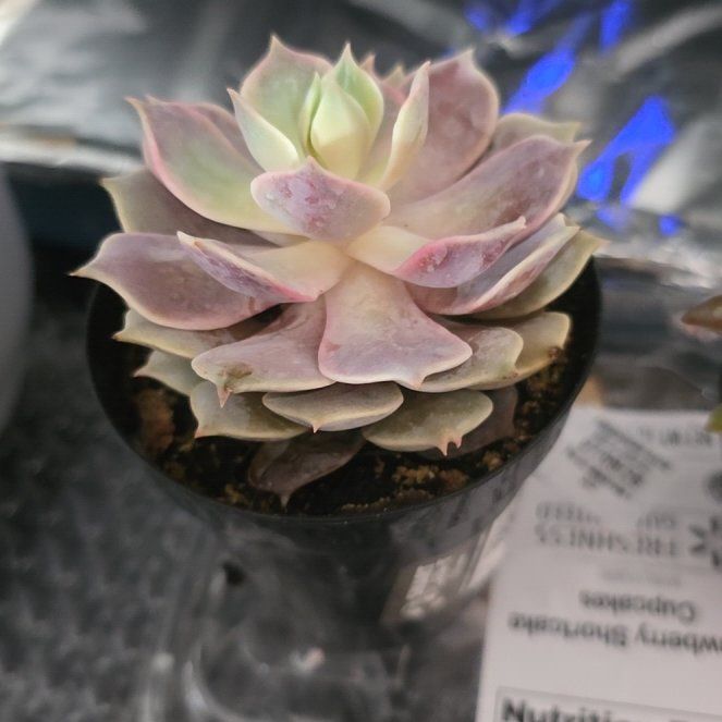 Photo of the plant species Echeveria 'Pink Diamond' by @ProOxtongue37 named Ebony on Greg, the plant care app