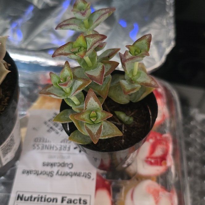 Photo of the plant species Crassula Ivory Towers by @ProOxtongue37 named Ivory on Greg, the plant care app
