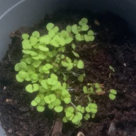 Photo of the plant species Common Duckmeat by @ActiveMastic42 named Duke on Greg, the plant care app