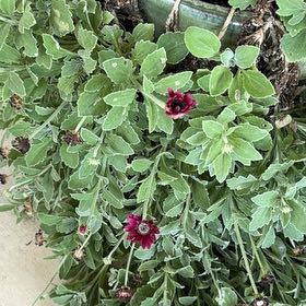 Photo of the plant species Common Hound's-Tongue by @LitheCowslip64 named Denali on Greg, the plant care app