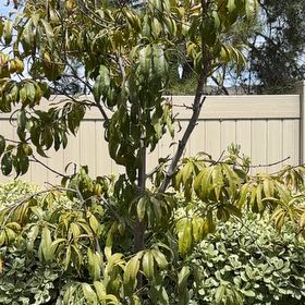 Photo of the plant species Peach Tree by @LitheCowslip64 named Messi on Greg, the plant care app