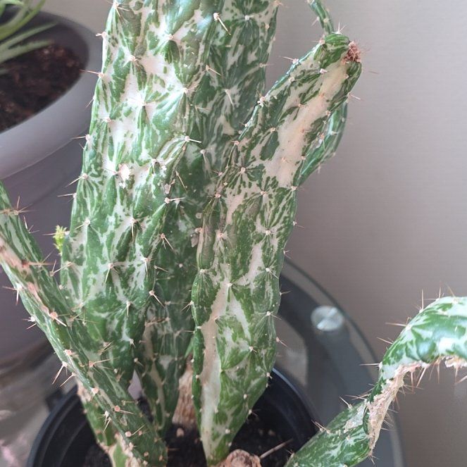 Photo of the plant species Variegated Prickly Pear Cactus by @StellarBuroak70 named Sproutacus on Greg, the plant care app