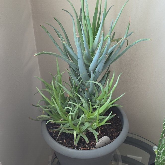 Photo of the plant species Aloe 'Blue Elf' by @StellarBuroak70 named Gregarious on Greg, the plant care app