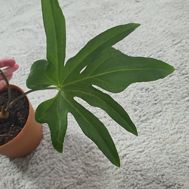 Photo of the plant species Anthurium Fingers by @StellarBuroak70 named ChloroPhil on Greg, the plant care app