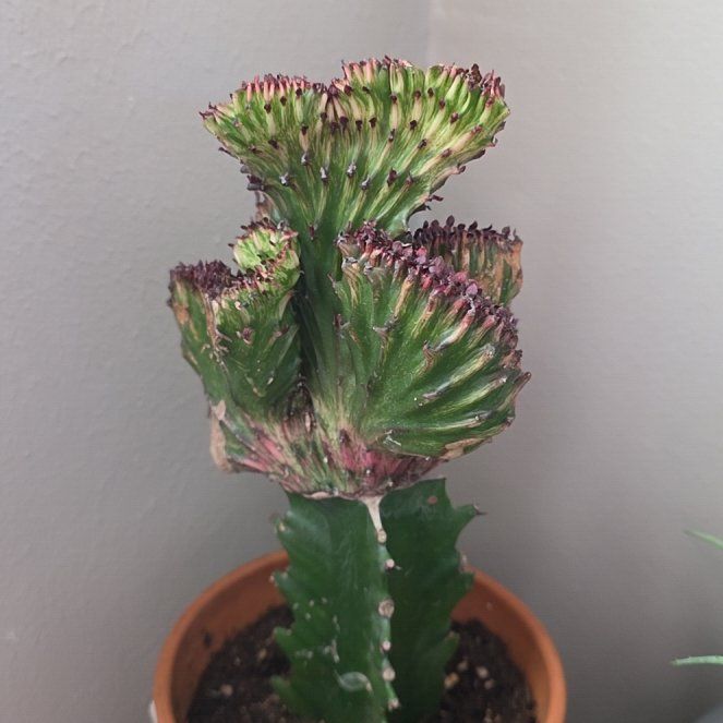 Photo of the plant species Mermaid tail, cactus by @StellarBuroak70 named Nemo on Greg, the plant care app