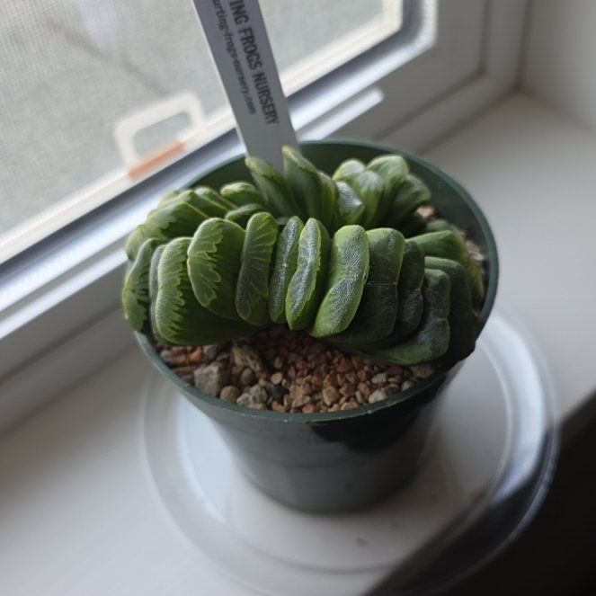Photo of the plant species Horse's Teeth Haworthia by @StellarBuroak70 named Queen on Greg, the plant care app