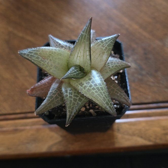 Photo of the plant species Veined Haworthia by @StellarBuroak70 named James Dean on Greg, the plant care app
