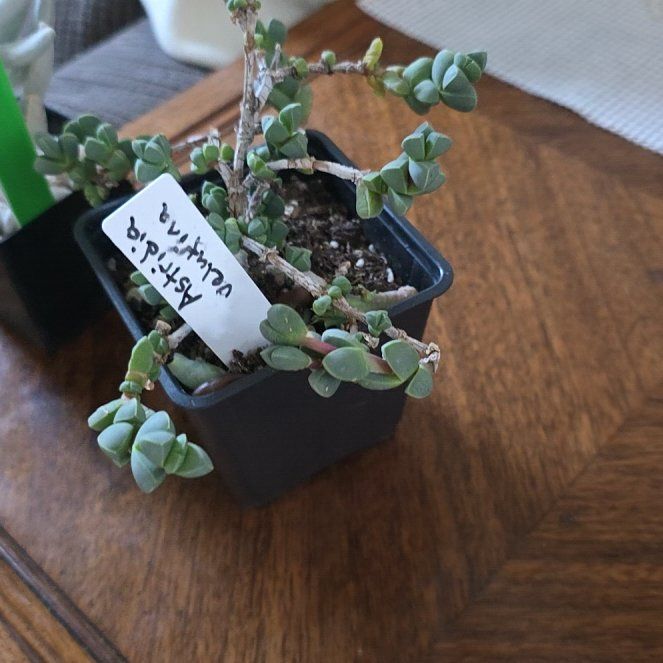 Photo of the plant species Astridia velutina by @StellarBuroak70 named Girlfrond on Greg, the plant care app