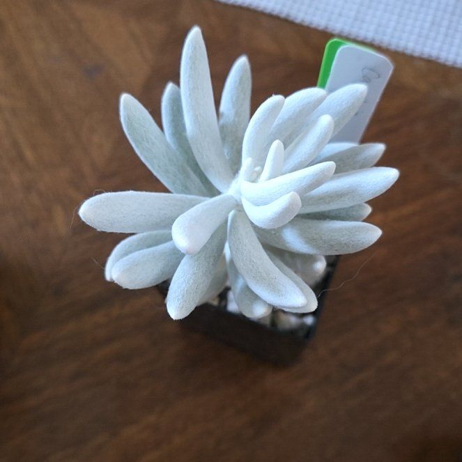 Photo of the plant species Woolly Senecio by @StellarBuroak70 named Madonna on Greg, the plant care app