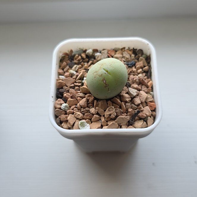 Photo of the plant species Conophytum calculus by @StellarBuroak70 named Emerson on Greg, the plant care app