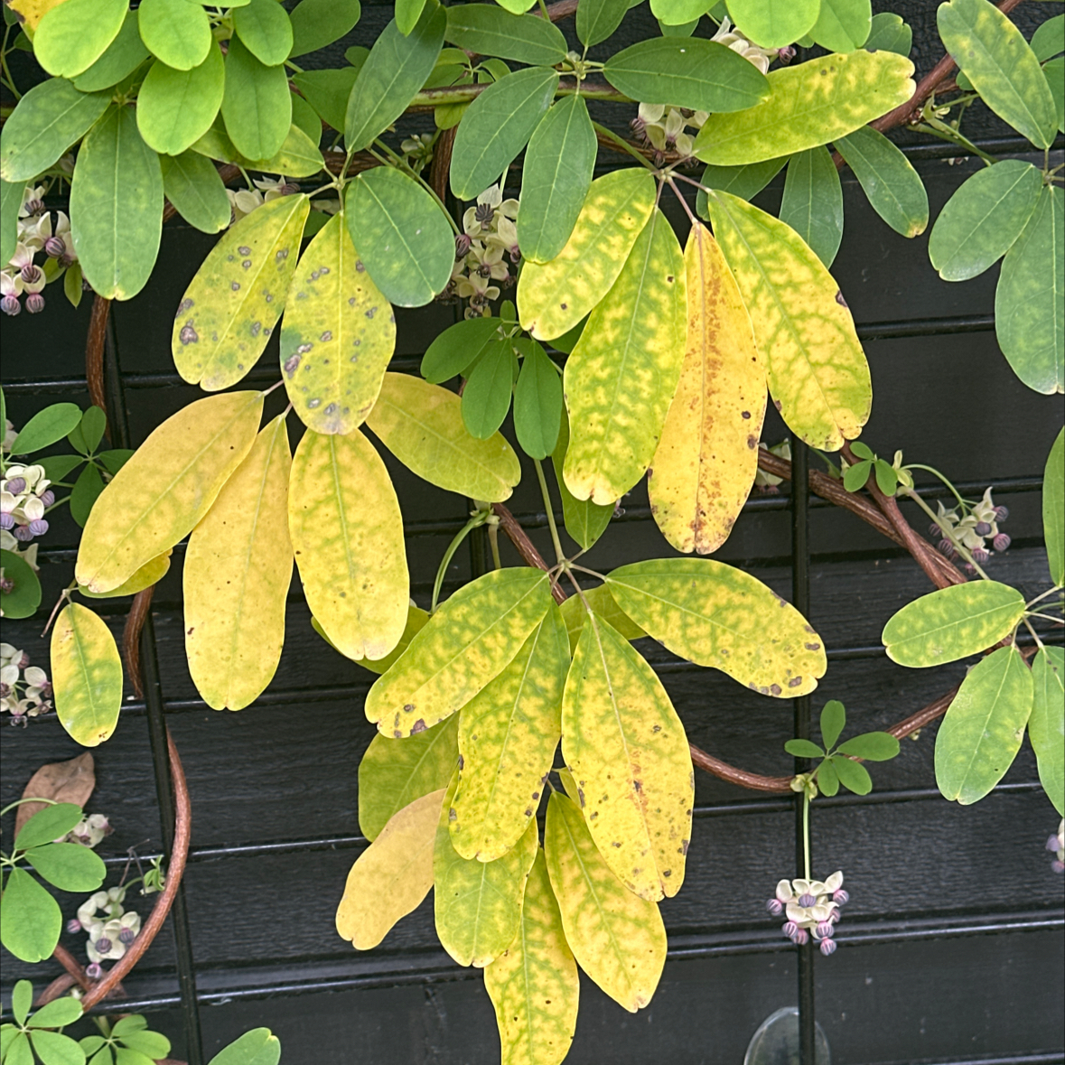 Photo of the plant species Akebia Quinata by @Heylukisslove_2 named Taylor Swift on Greg, the plant care app