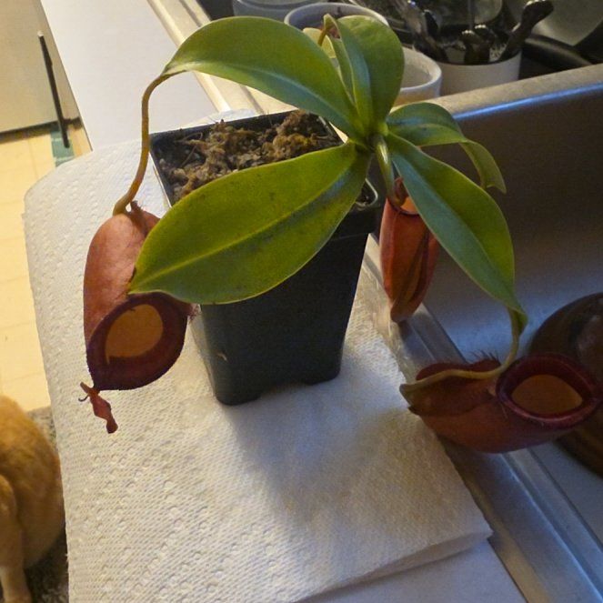 Photo of the plant species Nepenthes 'Diana' by @EspecialPandan named Dionysos on Greg, the plant care app
