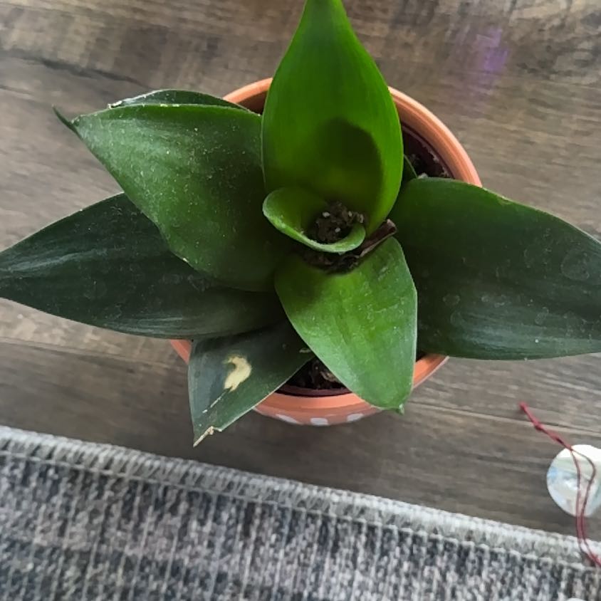 Photo of the plant species Snake Plant by @SucculentWeed13 named Zeus on Greg, the plant care app