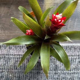 Photo of the plant species Red Bromeliad by @SucculentWeed13 named Eva on Greg, the plant care app
