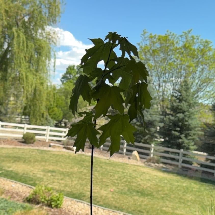 Photo of the plant species Big-Leaf Maple by @ActiveBeans74 named Harry on Greg, the plant care app