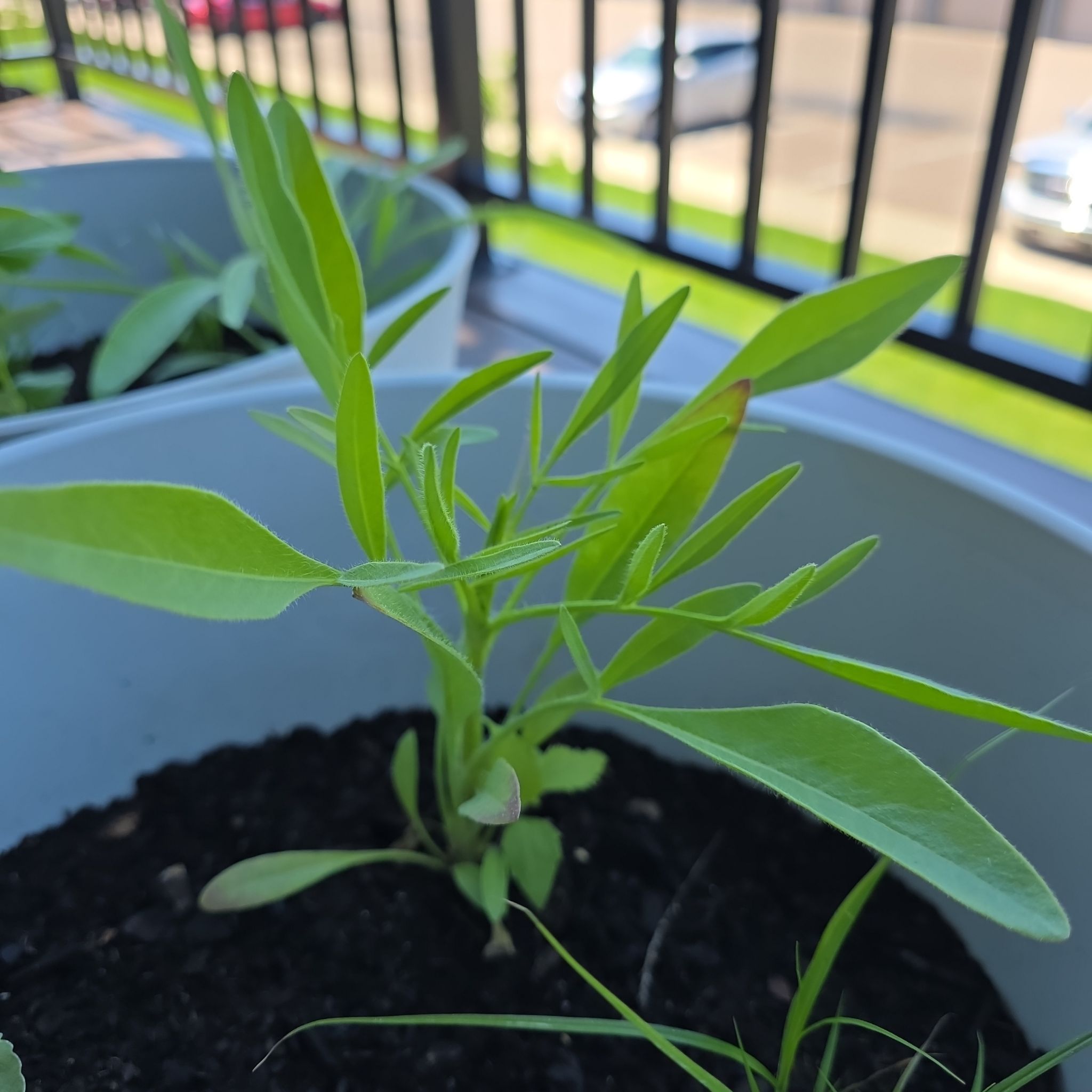Photo of the plant species Lanceleaf Tickseed by @abinormal named Lance Leaf on Greg, the plant care app