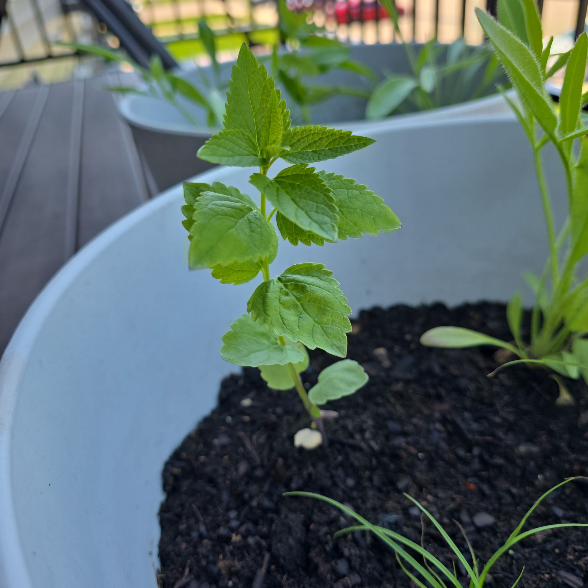Photo of the plant species Anise Hyssop 'Alba' by @abinormal named Annie on Greg, the plant care app
