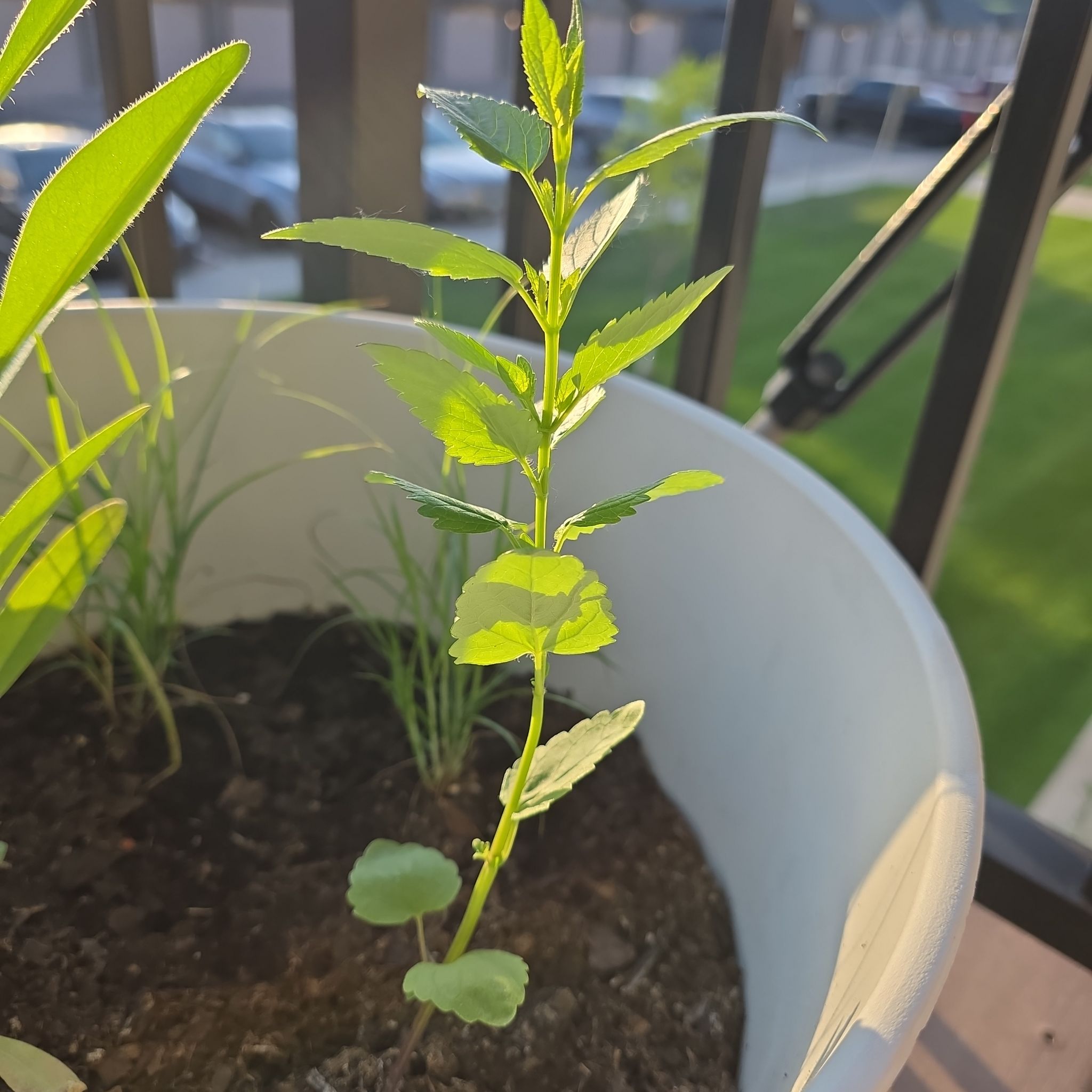 Photo of the plant species Anise Hyssop 'Alba' by @abinormal named Annie on Greg, the plant care app