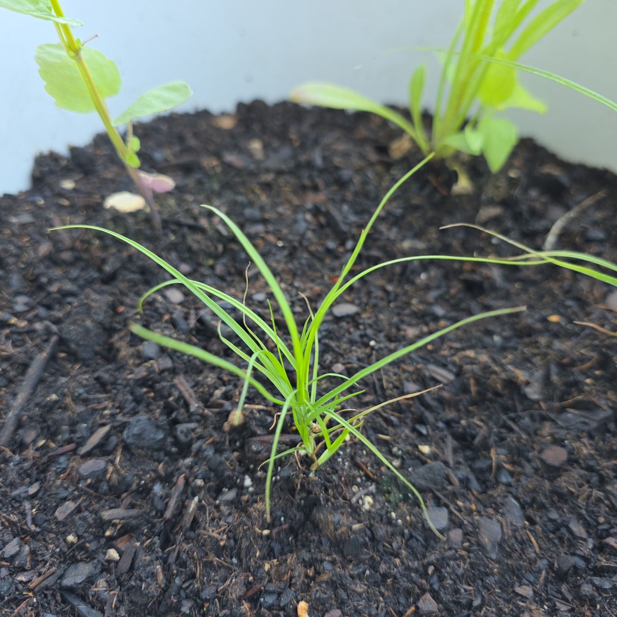 Photo of the plant species Troublesome Sedge by @abinormal named Hamilton on Greg, the plant care app