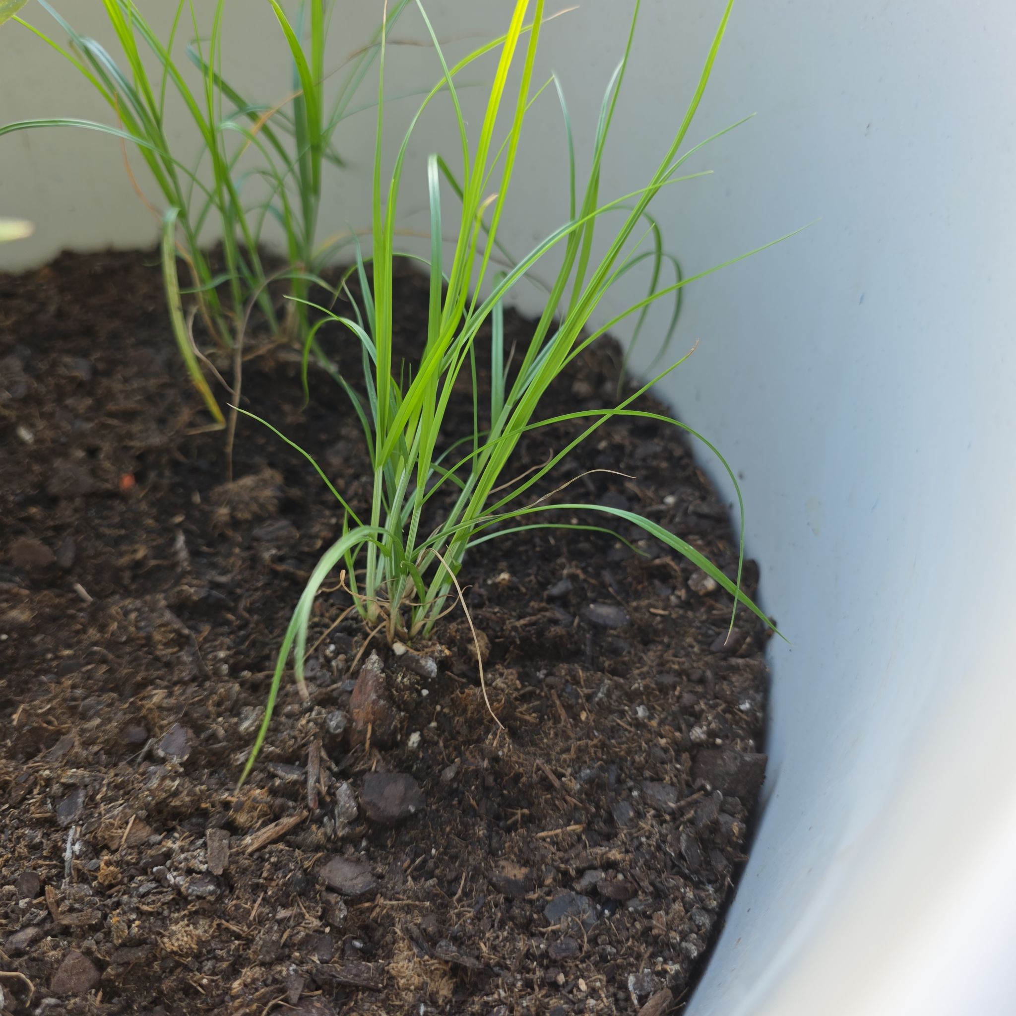 Photo of the plant species Troublesome Sedge by @abinormal named Hamilton on Greg, the plant care app
