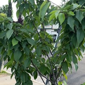 Photo of the plant species Sweet Cherry by @BoldMostii82 named Denali on Greg, the plant care app