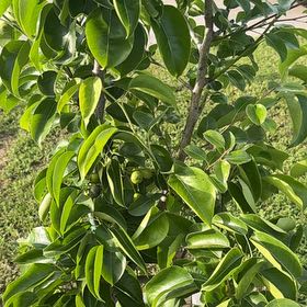 Photo of the plant species Common Pear by @BoldMostii82 named Sol on Greg, the plant care app