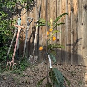 Photo of the plant species Japanese Medlar by @BoldMostii82 named Austen on Greg, the plant care app