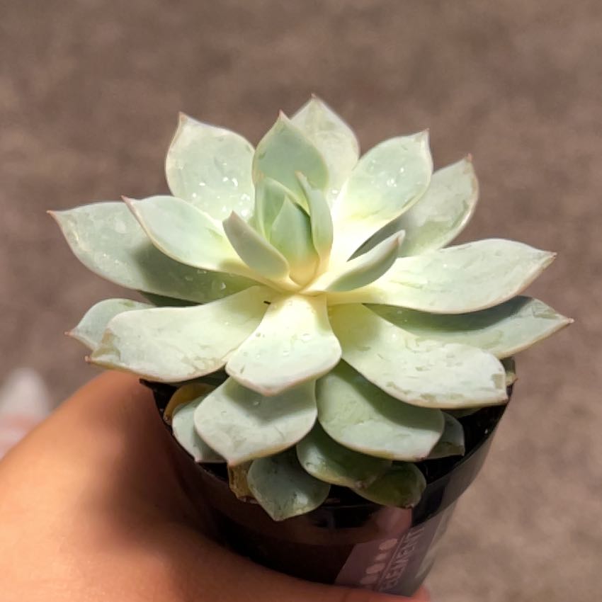 Photo of the plant species Peacock Echeveria by @CognizantTaro20 named Pea on Greg, the plant care app