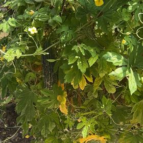 Photo of the plant species Bitter Melon by @ValidCliantro83 named Prince on Greg, the plant care app