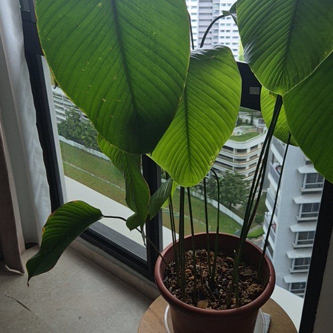 Photo of the plant species Sweet Prayer Plant by @HelperHoya26 named Ulysses S Plant on Greg, the plant care app