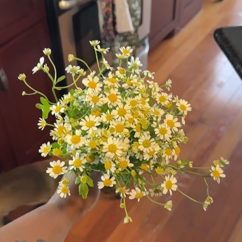 Photo of the plant species German Chamomile by @NewHedera67 named Cleopatra on Greg, the plant care app